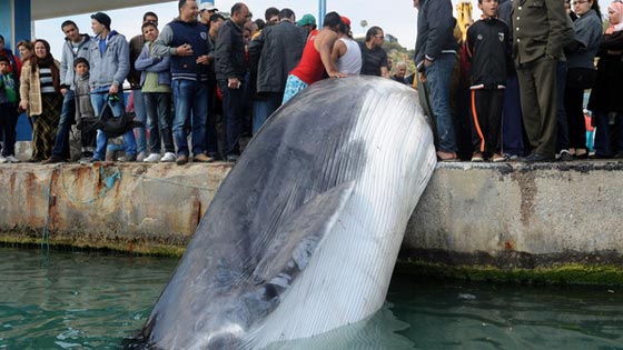 بعد الكويت.. نفوق حوت ضخم علق في شباك الصيادين بتونس صورة رقم 2