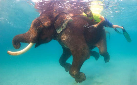 ولي عهد دبي يسبح مع فيل هو الاخير من فصيلته بالعالم صورة رقم 2