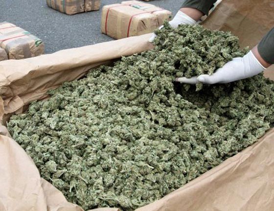 الاورغواي تحاصر تهريب الماريغوانا بزراعتها صورة رقم 1