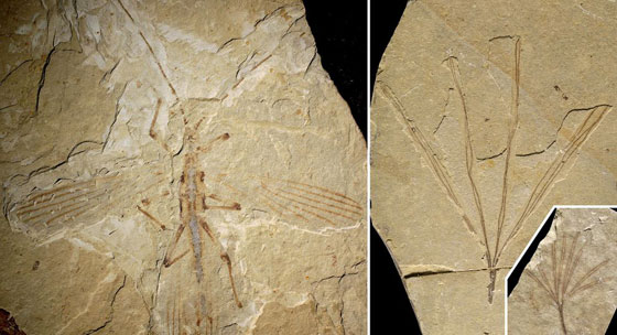 اكتشاف بقايا لاقدم الحشرات المتخفية في العالم صورة رقم 1