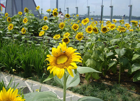 تعرف على افضل 10 مطارات بالعالم وفي المقدمة سنغافورة صورة رقم 9