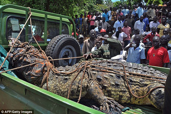 بالصور..أسر تمساح عملاق بعد اغتياله لستة ضحايا صورة رقم 1