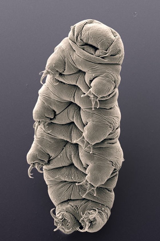 اقوى مخلوق على وجه الارض حجمه 1.5 ملليمتر وكسر قوانين الحياة صورة رقم 5