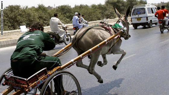 تلخيص احداث الأسبوع في صور.. عربة حمار ورجل الغاب وغيرها صورة رقم 6