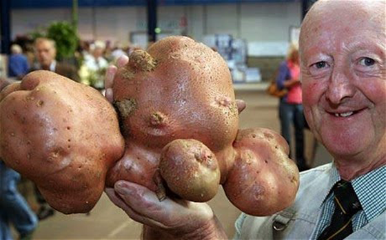 مزارع بريطاني يدخل (غينيس) في انتاج أكبر نباتات في العالم صورة رقم 6