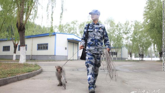 قردة مدرّبة في خدمة سلاح الجو الصيني لطرد اسراب الطيور صورة رقم 6