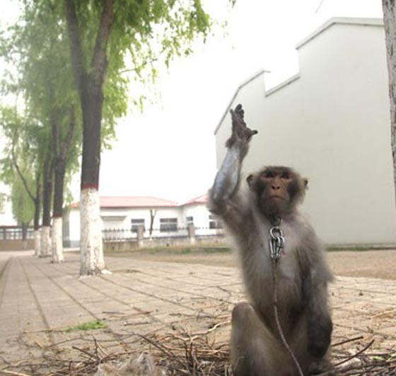 قردة مدرّبة في خدمة سلاح الجو الصيني لطرد اسراب الطيور صورة رقم 7