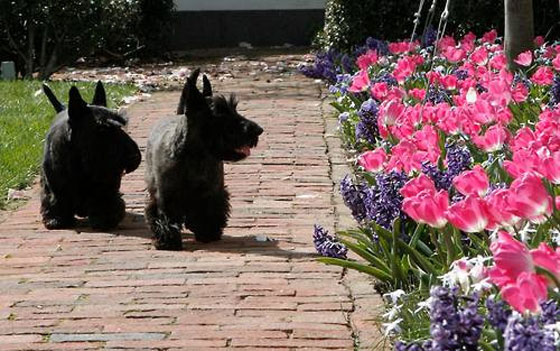 الحزن يخيم على عائلة بوش بعد وفاة كلبتها الحبيبة صورة رقم 1