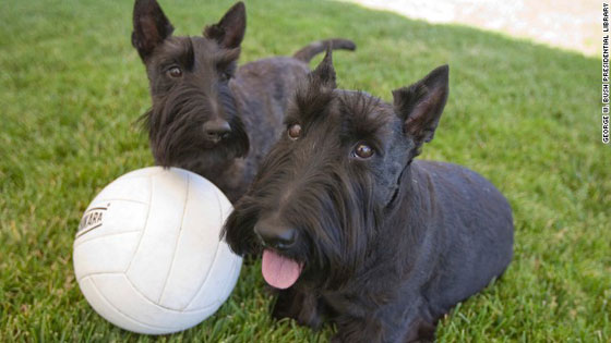 الحزن يخيم على عائلة بوش بعد وفاة كلبتها الحبيبة صورة رقم 2