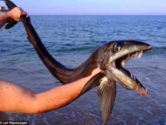 سمكة نادرة تثير رعب المستجمين على احد شواطئ شمال كارولينا صورة رقم 1