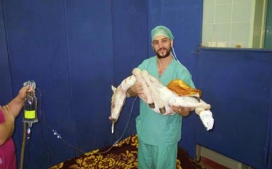 بالصور.. حرس الحدود الاسرائيلي يخترق حدود مصر لانقاذ حمار صورة رقم 2