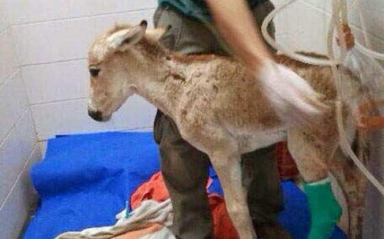 بالصور.. حرس الحدود الاسرائيلي يخترق حدود مصر لانقاذ حمار صورة رقم 3