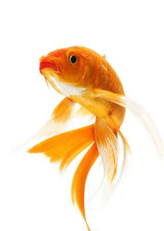 صحح معلوماتك.. 8 حقائق توارثناها يتضح اليوم انها خاطئة! صورة رقم 8