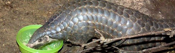 تعرف على اكثر المأكولات غرابة واثارة للجدل والغثيان في العالم صورة رقم 4