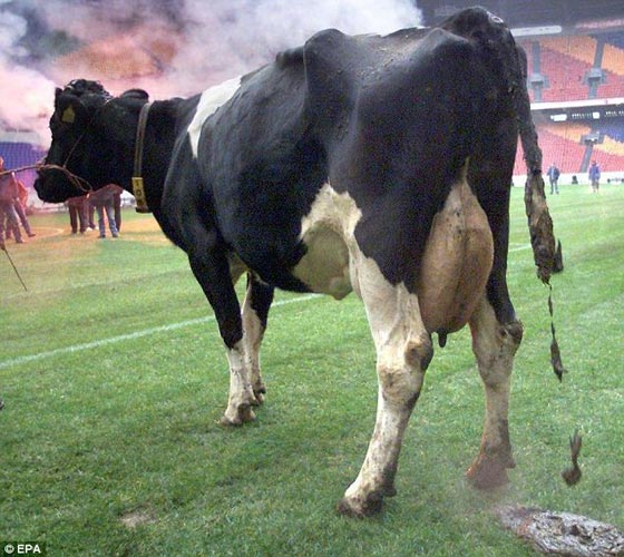 سجن بريطاني اقتحم مزرعة عاريا ومارس العادة السرية امام الابقار  صورة رقم 3