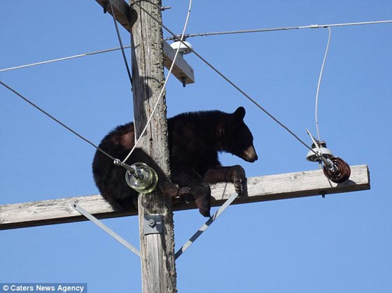 بالصور.. دب يبيت ليلته على عمود كهرباء تسلقه هربا من الكلاب صورة رقم 2