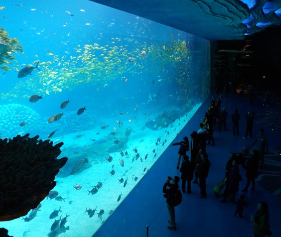 شاهد بالصور.. اكبر متحف مائي في العالم افتتح بالصين صورة رقم 3