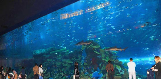 شاهد بالصور.. اكبر متحف مائي في العالم افتتح بالصين صورة رقم 7
