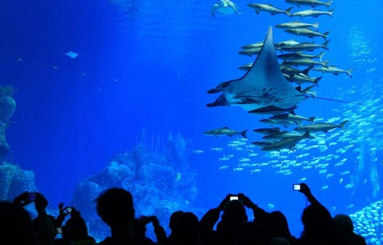 شاهد بالصور.. اكبر متحف مائي في العالم افتتح بالصين صورة رقم 8