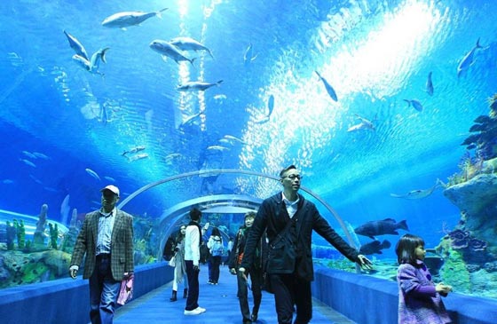 شاهد بالصور.. اكبر متحف مائي في العالم افتتح بالصين صورة رقم 10