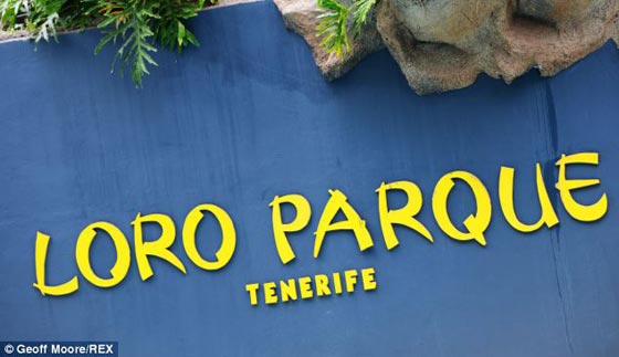 السهم المهدئ أخطأ الغوريلا وأصاب معالجا في حديقة حيوان صورة رقم 3