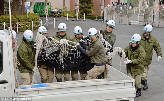 السهم المهدئ أخطأ الغوريلا وأصاب معالجا في حديقة حيوان صورة رقم 2