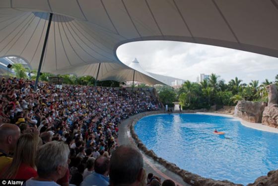 السهم المهدئ أخطأ الغوريلا وأصاب معالجا في حديقة حيوان صورة رقم 4