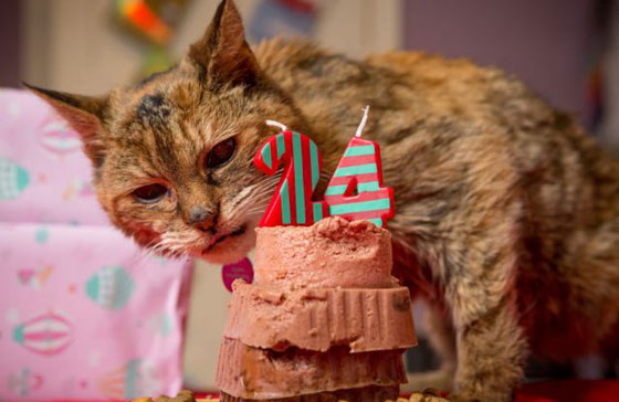 بريطانيا: نفوق اكبر قطة في العالم عن عمر ناهز 24 عاما صورة رقم 2