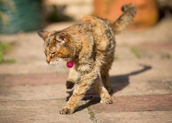 بريطانيا: نفوق اكبر قطة في العالم عن عمر ناهز 24 عاما صورة رقم 3