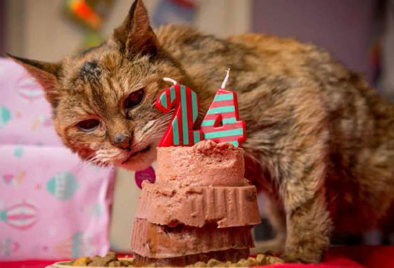 بريطانيا: نفوق اكبر قطة في العالم عن عمر ناهز 24 عاما صورة رقم 5