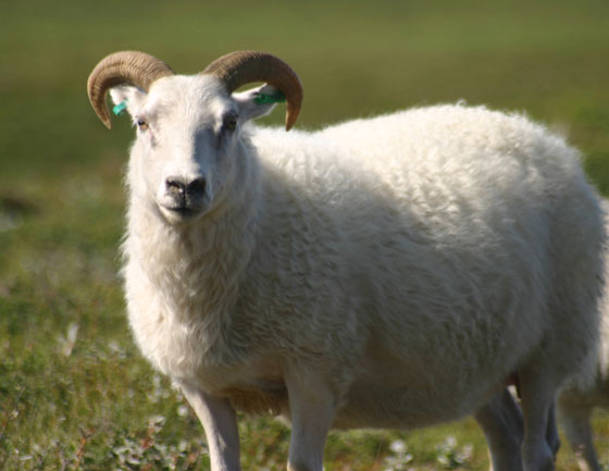 خروف من سلالة نادرة يباع بمليون ريال صورة رقم 1