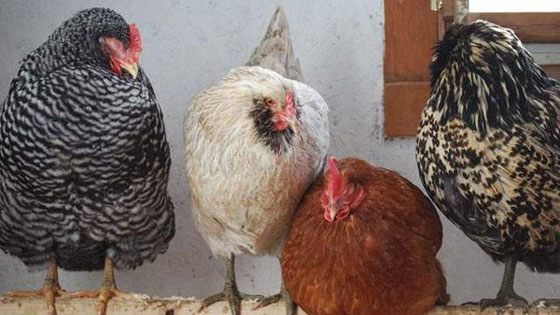 مجلس الافتاء في الجزائر يحرم تدويخ الدجاج قبل ذبحه صورة رقم 1