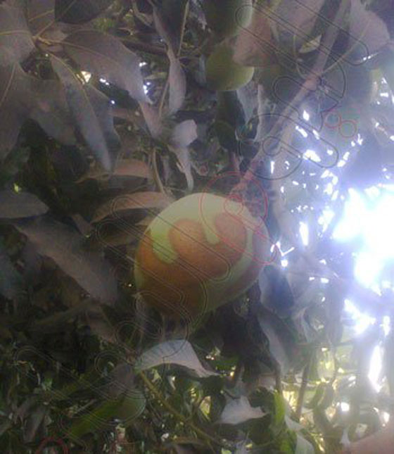 اسم الجلاله على ثمار شجرة مانجو وتحويلها الى مزار صورة رقم 2