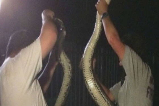 افعى ضخمة بطول (4 امتار) تحل ضيفة على حفل شواء بفلوريدا صورة رقم 2