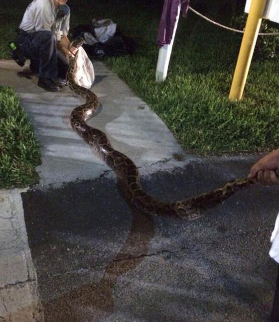 افعى ضخمة بطول (4 امتار) تحل ضيفة على حفل شواء بفلوريدا صورة رقم 1