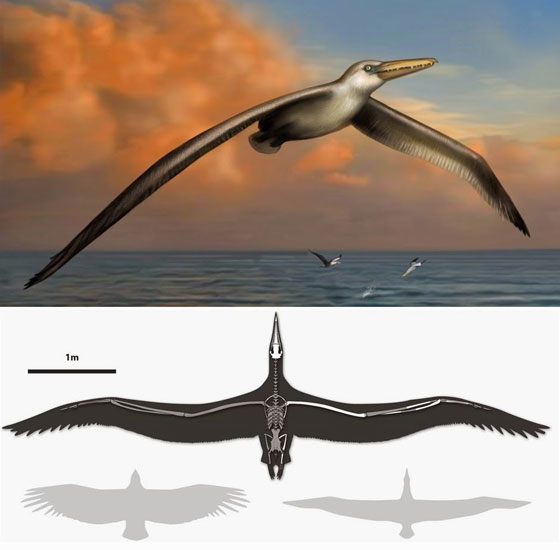 حلق مثل الطائرة الشراعية.. اكتشاف اكبر طائر عرفته البشرية  صورة رقم 2