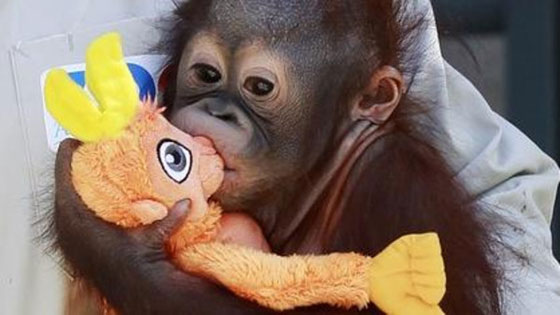 قرد يرفض التخلي عن دميته القطنية لفحصها في المطار صورة رقم 1