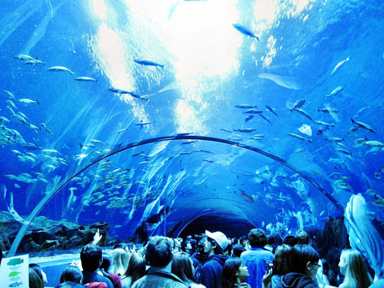 بالصورة والمعلومة.. تعرف على ابرز واغرب احواض الاسماك في العالم صورة رقم 1