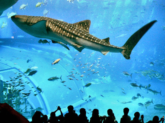 بالصورة والمعلومة.. تعرف على ابرز واغرب احواض الاسماك في العالم صورة رقم 3