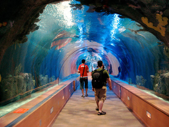 بالصورة والمعلومة.. تعرف على ابرز واغرب احواض الاسماك في العالم صورة رقم 4