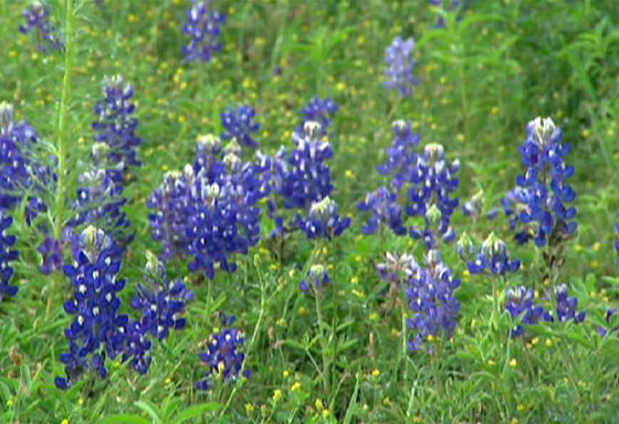 بالصور.. منزل الاستجمام لعائلة بوش راحة ورفاهية ملوكية صورة رقم 4