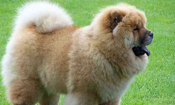 تعرف على اخطر 10 كلاب في العالم صورة رقم 4