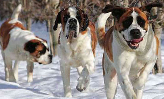 تعرف على اخطر 10 كلاب في العالم صورة رقم 2