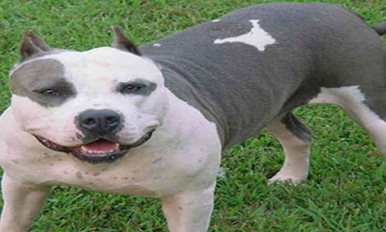 تعرف على اخطر 10 كلاب في العالم صورة رقم 10