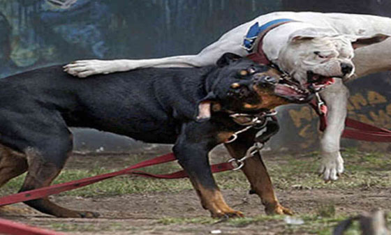تعرف على اخطر 10 كلاب في العالم صورة رقم 9