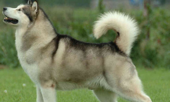 تعرف على اخطر 10 كلاب في العالم صورة رقم 6