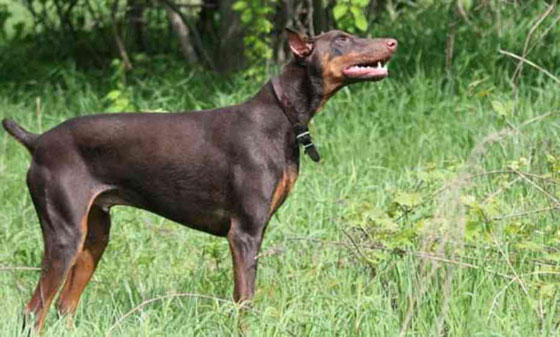 تعرف على اخطر 10 كلاب في العالم صورة رقم 5