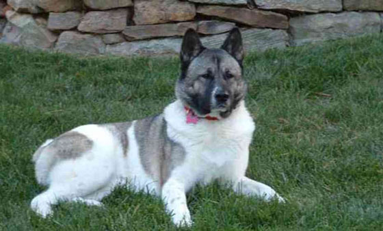 تعرف على اخطر 10 كلاب في العالم صورة رقم 1