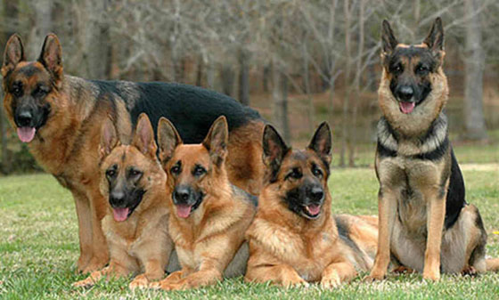 تعرف على اخطر 10 كلاب في العالم صورة رقم 8