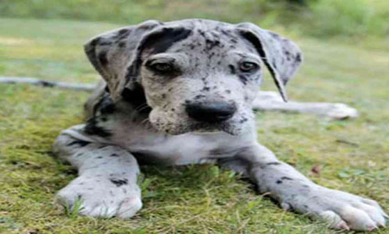 تعرف على اخطر 10 كلاب في العالم صورة رقم 3